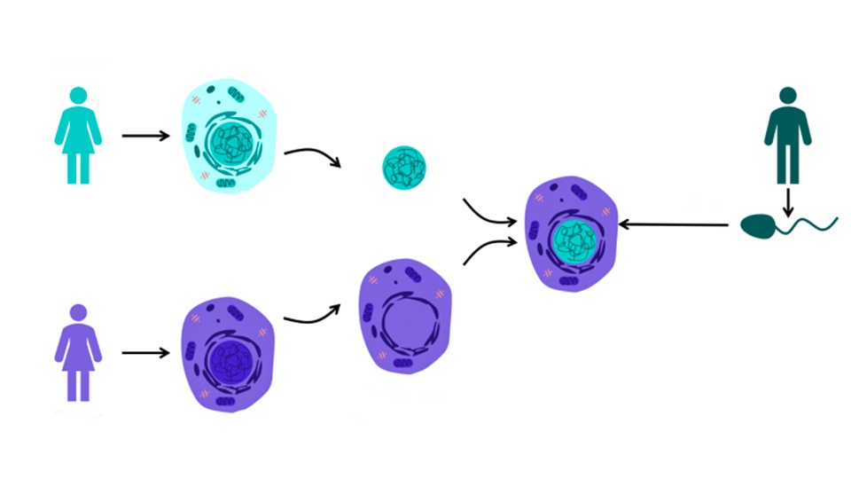 Майбутнє репродуктивної медицини: дитина від трьох батьків
