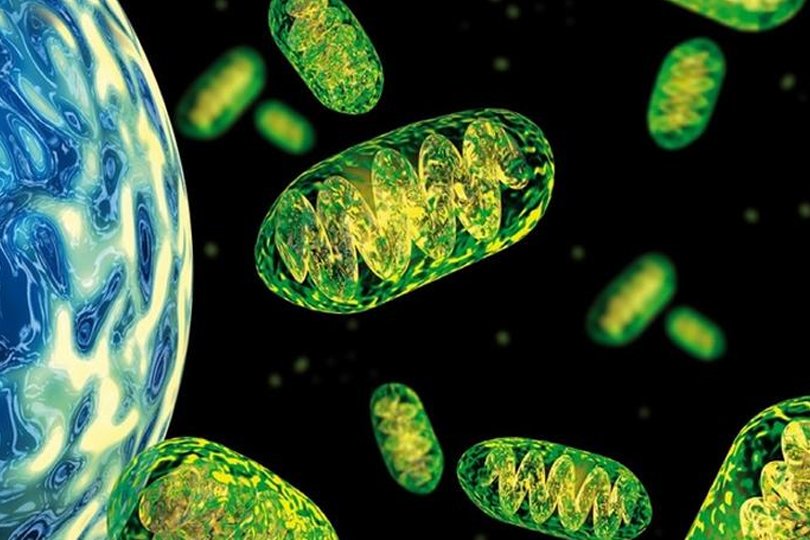 Мітохондріальна замісна терапія: як наука навчається виправляти помилки природи