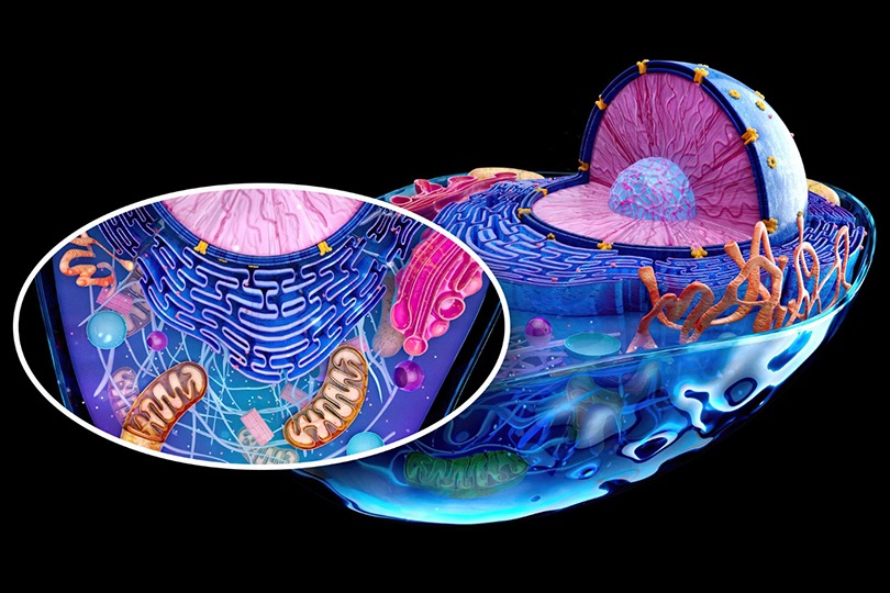 Мітохондрії під контролем: як працює клітинна корекція