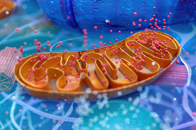 Цікаві факти про мітохондріальну терапію
